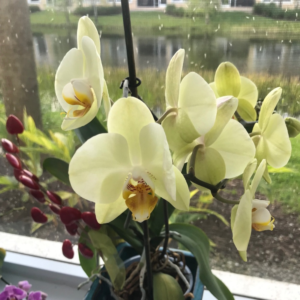 Meet your Posher, Aniko